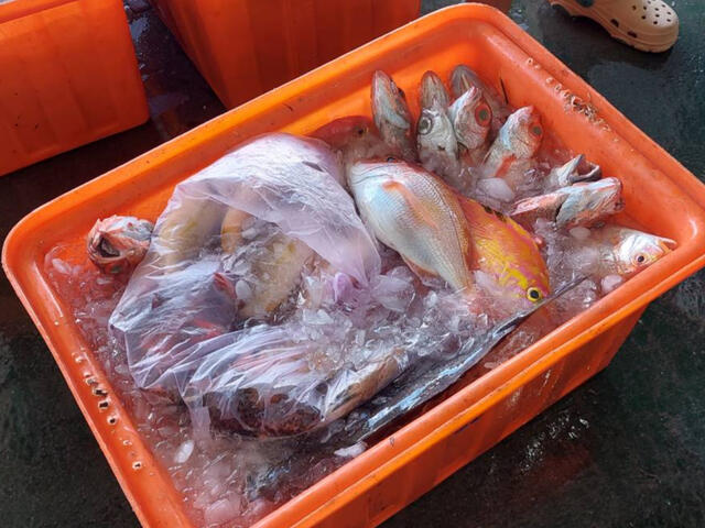 紅佳夢(紅喉)